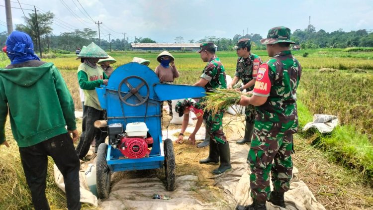 TNI dan Petani Bersatu di Sawah Danramil dan Babinsa Punggelan Dampingi Panen Padi