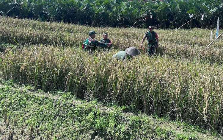 Babinsa Koramil 18 Pagentan Bantu Petani Panen Padi
