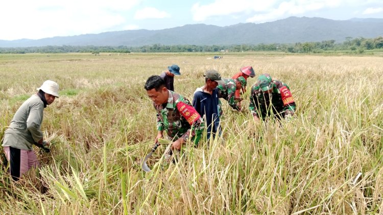 PROGRAM UNGGULAN KASAD KETAHANAN PANGAN KORAMIL 02 KLAMPOK  MENDAMPINGI PETANI MELAKUKAN PEMANENAN PADI