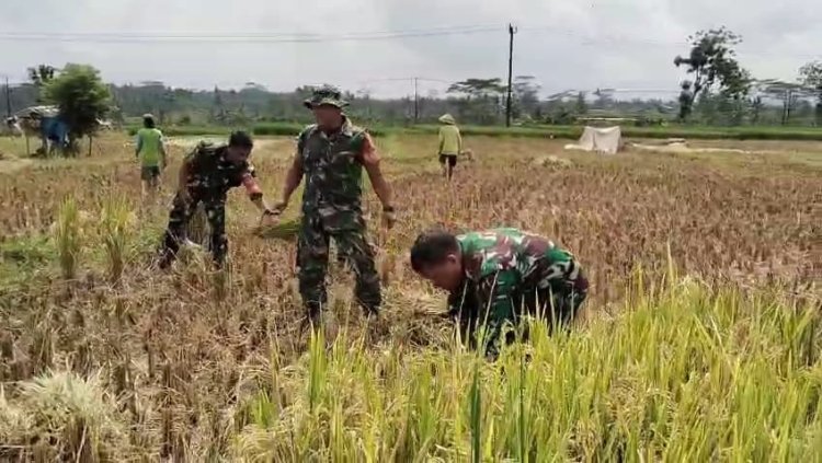 Danramil 08 Purwanegara dan Babinsa  Bantu Sukseskan Program Hanpangan dengan membantu Petani Panen Padi
