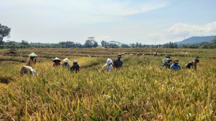 Dukung Ketahanan Pangan Babinsa Kawal Petani Panen Padi Diwilayah