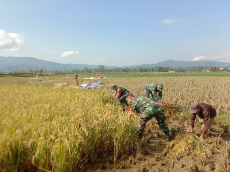 Turun ke Sawah Babinsa Koramil Banjarmangu Bantu Petani Panen Raya di Jenggawur