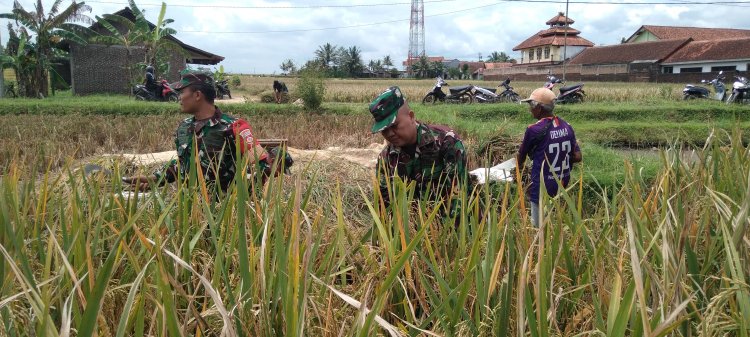 Koramil Bersama  masyarakat Panen Raya
