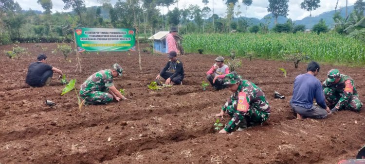 Hijaukan Bumi Danramil Kalibening Bersama Warga Tanam 200 Pohon Kopi Arabika Komasti