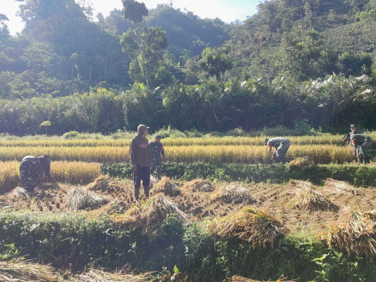 Babinsa Koramil 04 Karangkobar Bantu Petani Panen Padi