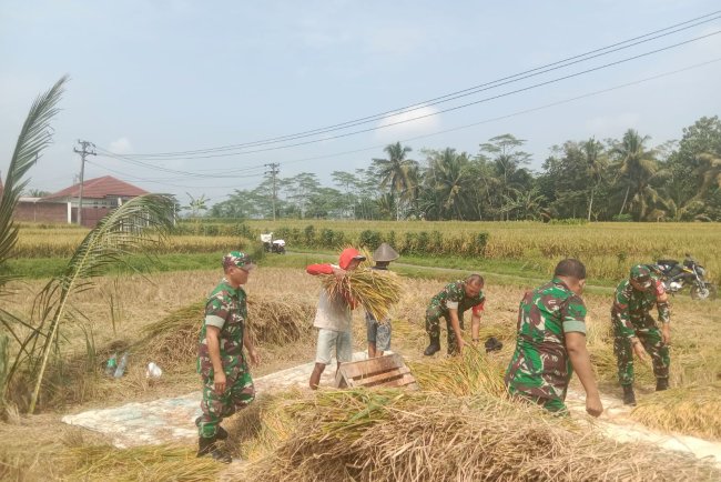 Mendukung Swasembada Pangan Nasional Anggota Koramil 01 Banjarnegara Bantu Petani Panen Padi