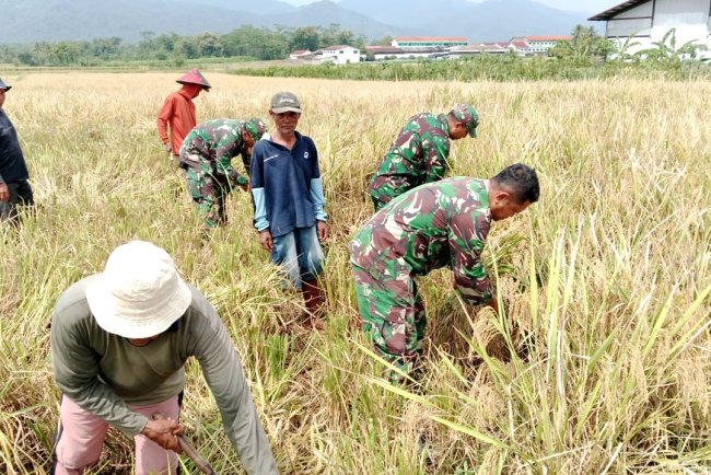 KORAMIL  02 KLAMPOK  MENDAMPINGI PETANI MELAKUKAN PEMANENAN PADI