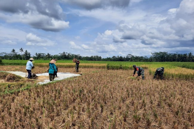 Koramil 03 Wanadadi Bersama Poktan Sedya Usaha Panen Padi di Desa Kasib