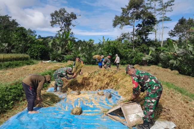 Bentuk Dukungan Babinsa Koramil 04Karangkobar Bantu Petani Panen Padi Sukseskan Swasembada Pangan