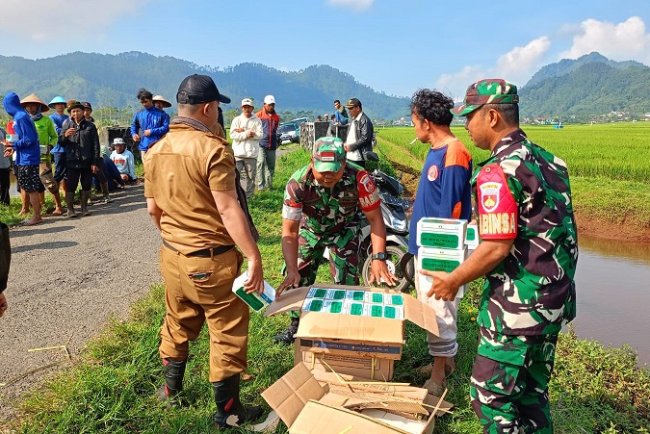 BABINSA TURUN KESAWAH BASMI HAMA TIKUS