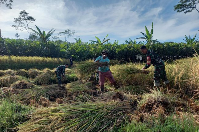 Wujud Nyata Pendampingan Babinsa Bantu Petani Panen Padi Di Desa Binaan