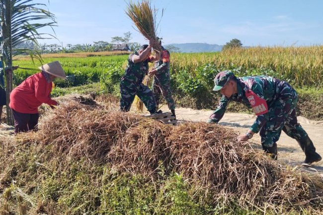 Babinsa Bawang Turun Sawah Panen Padi Bersama Petani Kutayasa