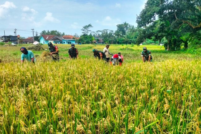 Koramil Punggelan Aktif Dampingi Petani Panen Padi