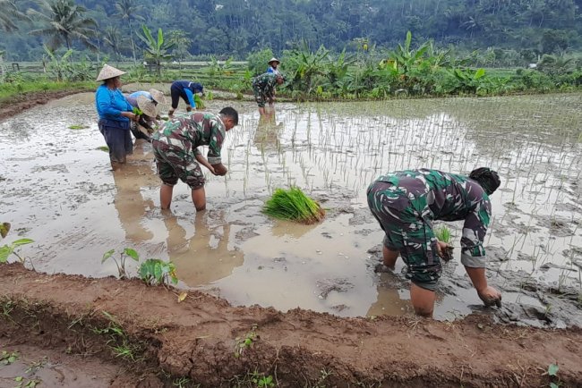 Danramil dan Anggota Turun Sawah Bantu Petani Tanam Padi