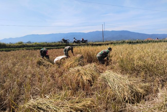 Babinsa Turun Langsung Ke Sawah Membantu Petani Panen Padi
