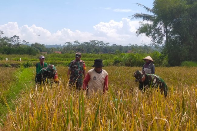 Panen Serentak di Luwung TNI dan Petani Bergandengan Tangan