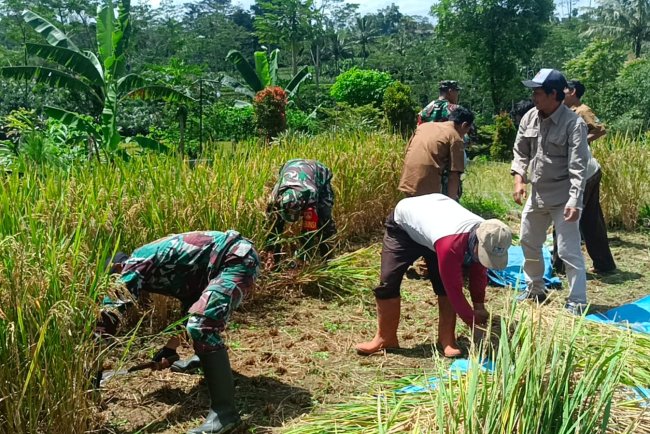 Dukungan Nyata Koramil Wanayasa untuk Swasembada Pangan