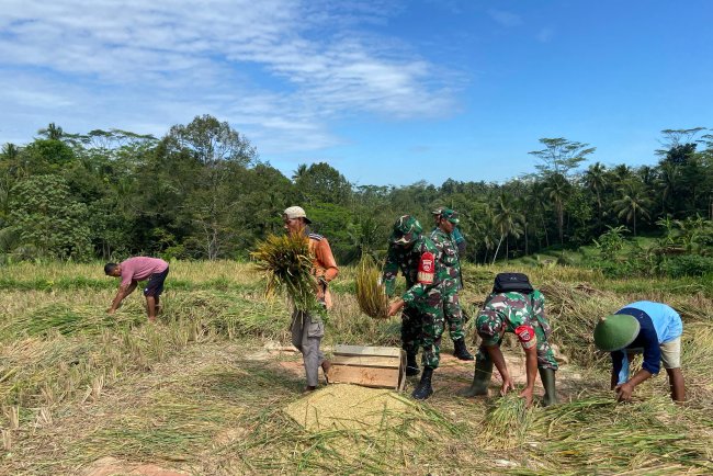 Sukseskan Swasembada Pangan Anggota Koramil 01 Banjarnegara Turun ke Sawah
