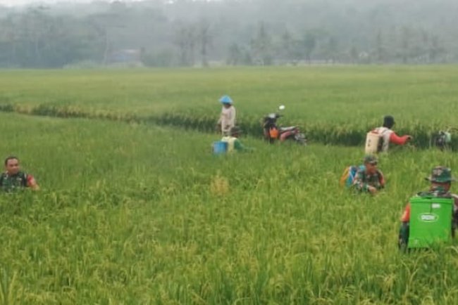 Babinsa Bantu Semprot Hama Petani Lebih Tenang Hadapi Ancaman Gagal Panen