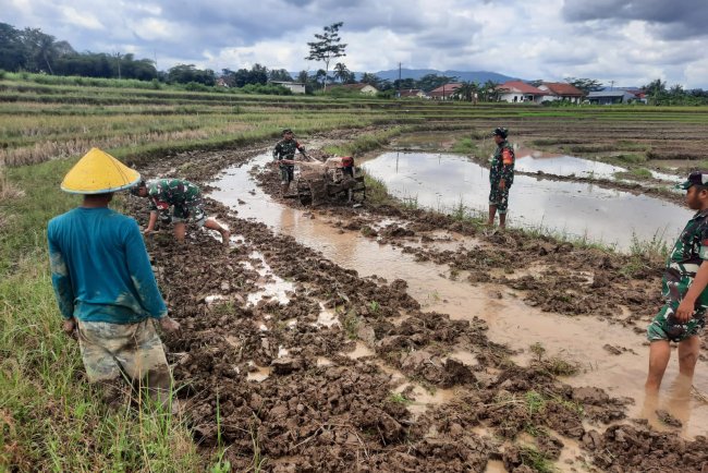 Babinsa Turun Sawah Bantu Petani Olah Lahan di Gumingsir
