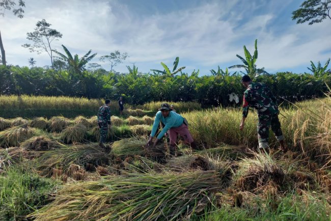 Wujud Nyata Pendampingan Babinsa Bantu Petani Panen Padi