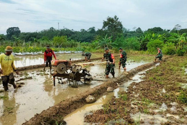 Percepat Masa Tanam Koramil 11 Punggelan Bantu Petani membajak Sawah