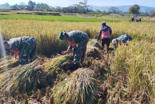 Babinsa Panen Padi Bersama Petani Wujud Nyata Dukung Ketahanan Pangan di Kutayasa