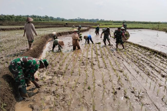 Babinsa Bantu Penanaman Padi Bersama Petani Desa Gumelem Wetan