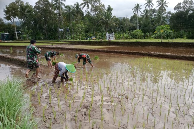 Babinsa bersama petani menanam bibit padi