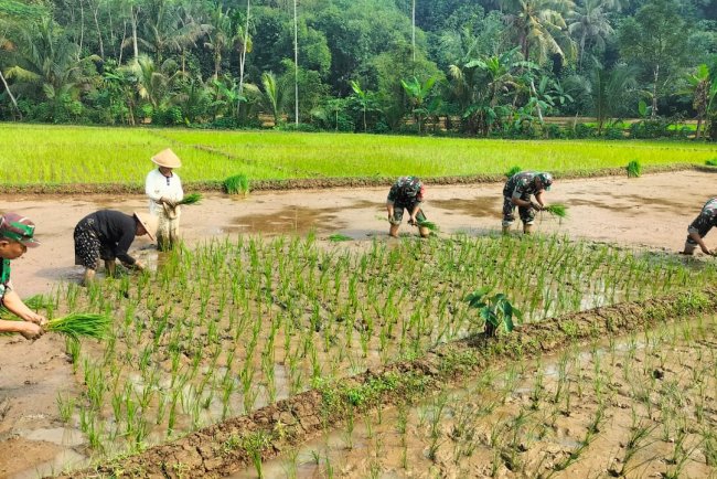 Wujudkan Tni Manunggal Danramil Dan Anggota Bantu Petani Tanam Padi