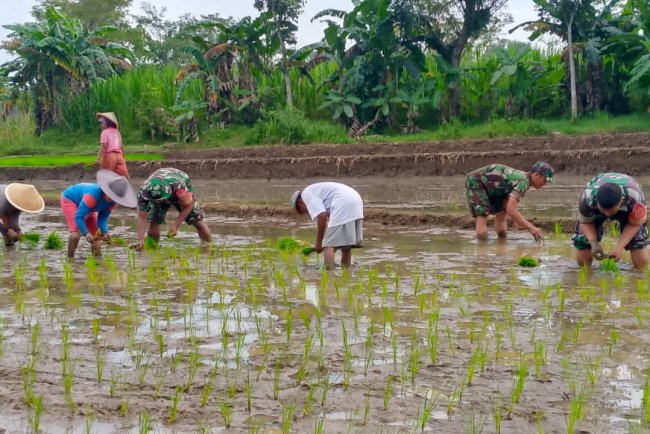 Babinsa Tidak Ragu-Ragu Terjun Ke Sawah Membantu Petani Penanaman Padi