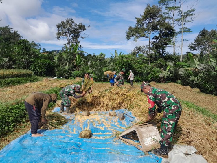 Bentuk Dukungan Babinsa Koramil 04Karangkobar Bantu Petani Panen Padi Sukseskan Swasembada Pangan