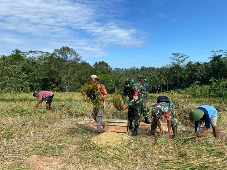 Sukseskan Swasembada Pangan Anggota Koramil 01 Banjarnegara Turun ke Sawah