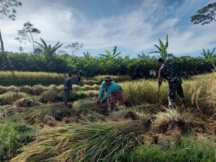 Wujud Nyata Pendampingan Babinsa Bantu Petani Panen Padi