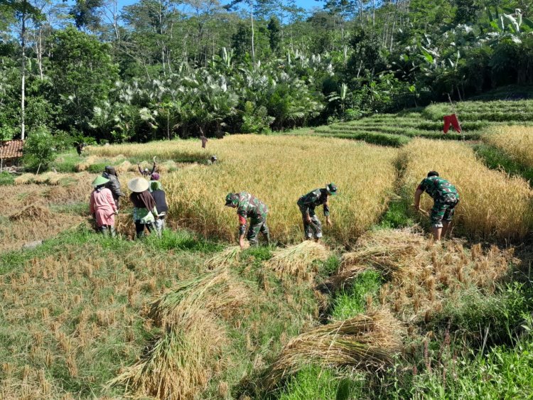Bantu Petani Panen Padi Babinsa Koramil 04 Karangkobar Sukseskan Swasembada Pangan