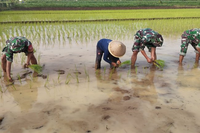 Turun ke Sawah Serma Sagi Dampingi Petani Tanam Padi Varietas Unggul Inpari 32
