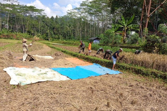 Dukung Program Hanpangan Danramil dan Babinsa turun Langsung membantu warga Panen Padi