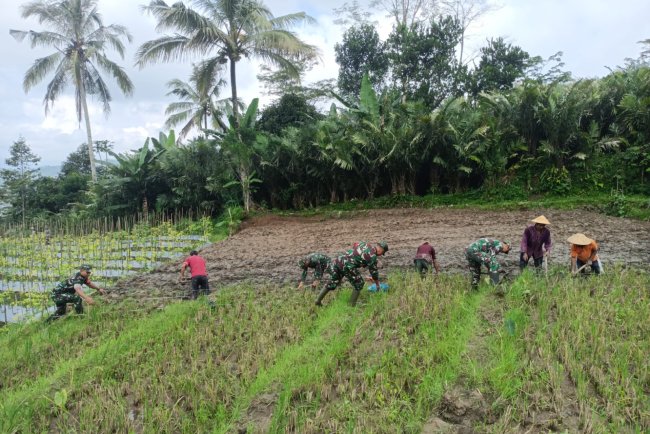 Danramil bersama anggota bantu Petani Penyiapan dan pengolahan Lahan