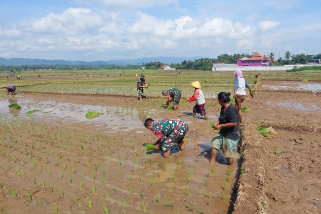 Babinsa Mandiraja Terjun Ke Sawah Ikut Tanam Padi