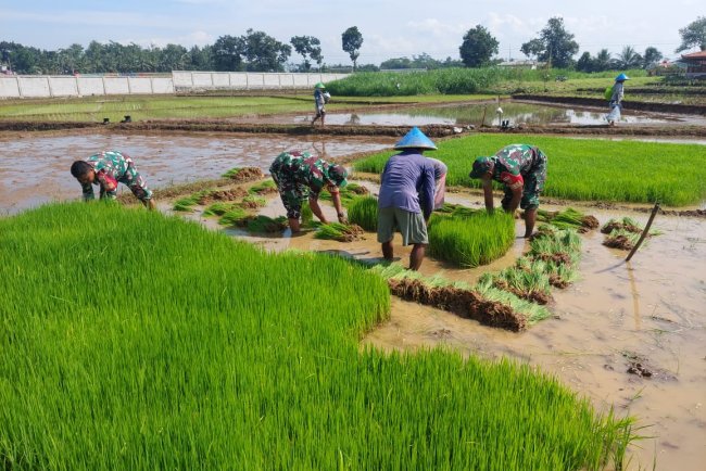 Babinsa Mandiraja Turun ke Sawah Giatkan Semangat Petani Tanam Padi