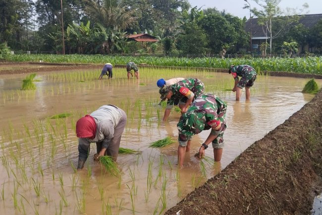 Turun ke Sawah Babinsa Bantu Petani Winong Tanam Inpari 49 demi Wujudkan Ketahanan Pangan