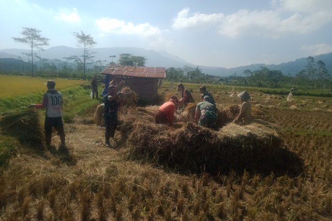Danramil 06 Kalibening Hadiri Acara Panen Raya Padi di Desa Sikumpul
