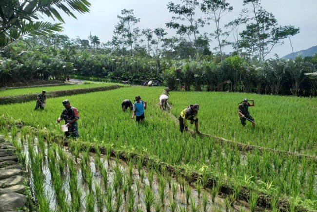 Babinsa Koramil 04/Karangkobar Bantu Petani Melaksankan Pemupukan Dan Penyemprotan  Tanaman Padi