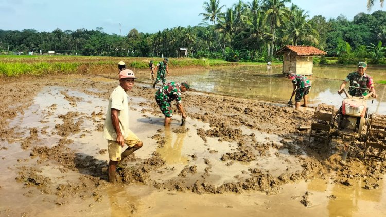 Percepat Masa Tanam Anggota Koramil 11 Punggelan Dampingi Petani Membajak Sawah