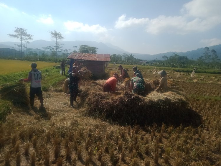 Danramil 06 Kalibening Hadiri Acara Panen Raya Padi di Desa Sikumpul