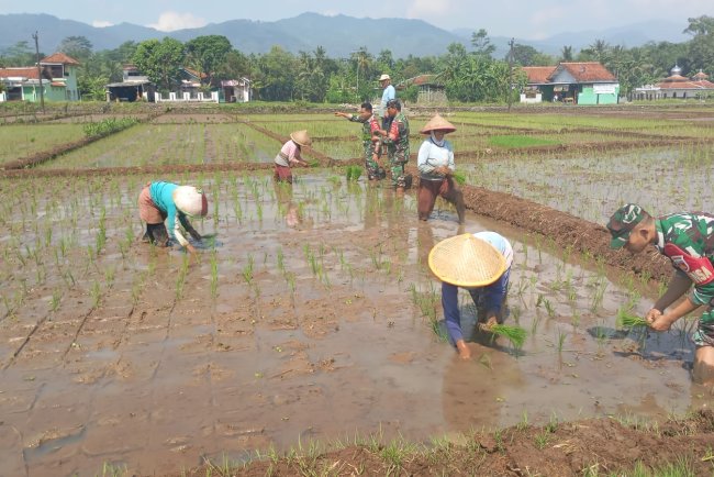 Menyatu dengan Sawah Koramil 02 Klampok Dukung Ketahanan Pangan Lewat Tanam Padi Bersama Petani