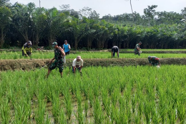 Babinsa Bantu Petani Melaksankan Pemupukan Dan Penyemprotan  Tanaman Padi