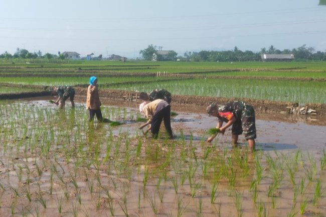 Kemanunggalan TNI dan Rakyat Koramil 15 Rakit Bersama Kelompok Tani Tanam Padi di Desa Rakit