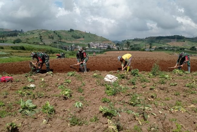 Koramil 05 Batur Dampingi Petani Olah Lahan untuk Dukung Ketahanan Pangan Nasional