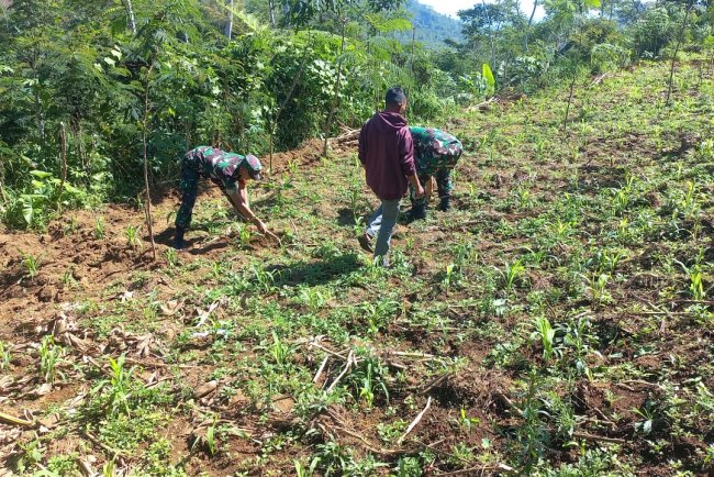 Babinsa Koramil 04 Karangkobar Bantu Petani Melaksanakan Pemupukan Tanaman Jagung